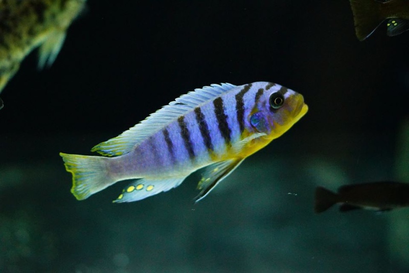 Maylandia fainzilberi 'Manda'